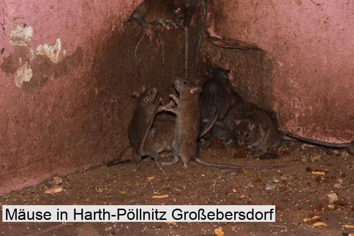 Mäuse in Harth-Pöllnitz Großebersdorf